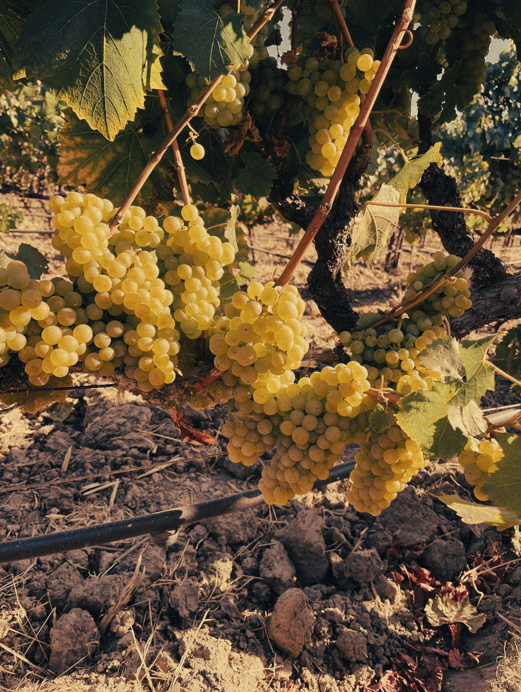 Take One - Chardonnay, Linda Vista Vineyard, Napa Valley, 2024