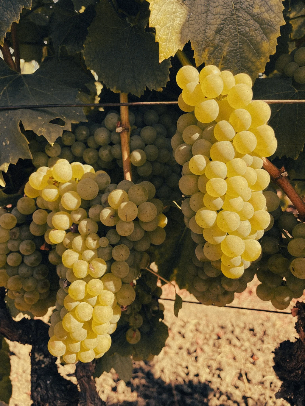 Take One - Chardonnay, Linda Vista Vineyard, Napa Valley, 2024