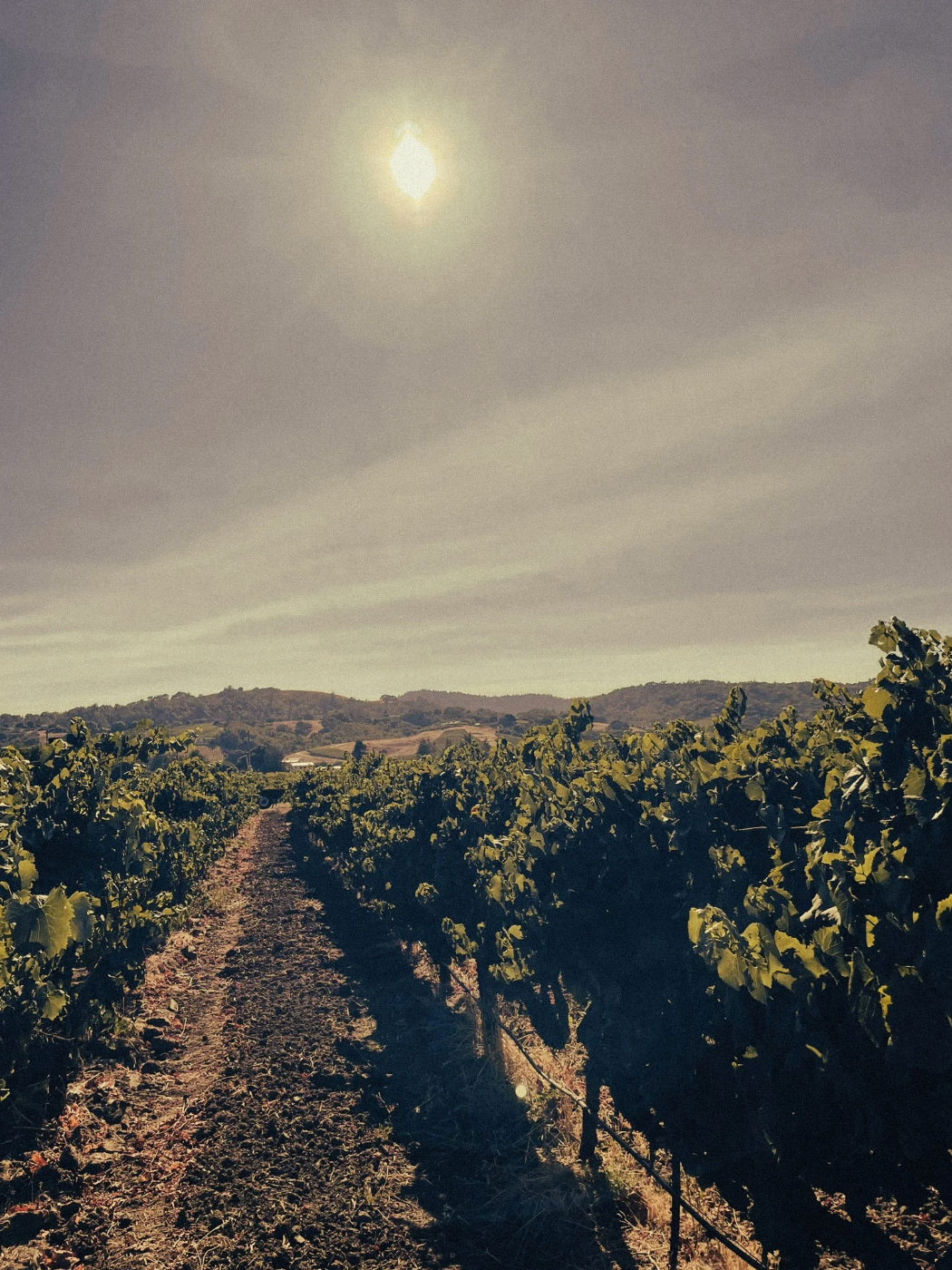 Take One - Chardonnay, Linda Vista Vineyard, Napa Valley, 2024